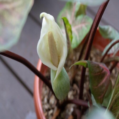 whitecaladiumflowerheirloomnongmo flower seeds