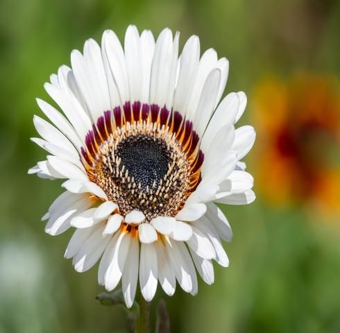 White Venidium Fastuosum Flower Seeds – Heirloom, Non-GMO, High Germination Organic Seeds