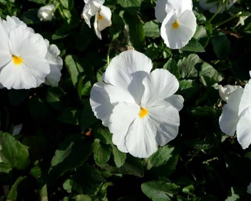 White Pansy Flower Seeds – Heirloom, Non-GMO, High Germination Organic Garden Seeds for Planting