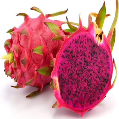 Semillas de pitahaya rosada – Variedad antigua, sin OMG, semillas orgánicas de jardín de alta germinación