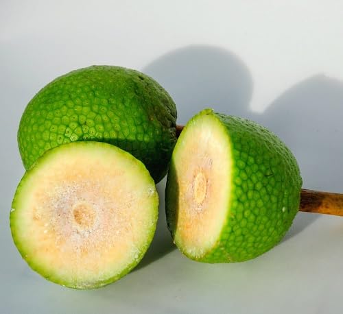 Breadfruit Seeds – Heirloom, Non-GMO, High Germination Organic Garden Seeds