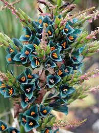 puya alpestris flower seeds