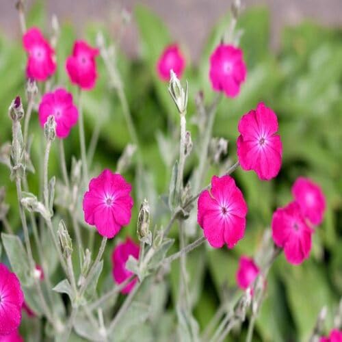 Lychnis Flower Seeds – Heirloom, Non-GMO, High Germination Organic Garden Seeds for Planting