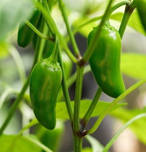 Green Pepper Seeds – Heirloom, Non-GMO, High Germination Organic Garden Seeds Planting