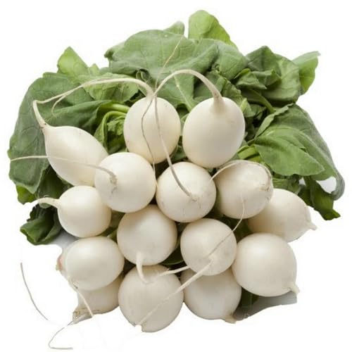 White Radish Seeds – Heirloom, Non-GMO, High Germination Organic Garden Seeds Planting