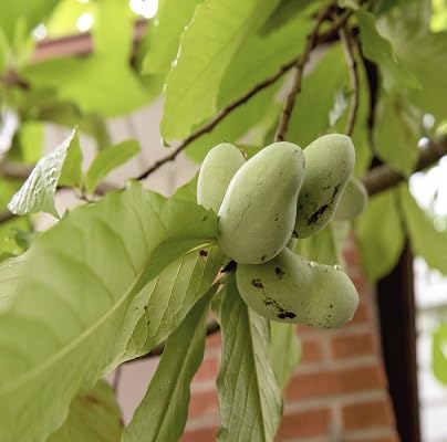Asimina Triloba Seeds – Heirloom, Non-GMO, High Germination Organic Garden Seeds