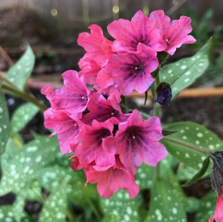 Pink Pulmonaria Flower Seeds for Planting – Heirloom Non-GMO High Germination Organic Garden Seeds