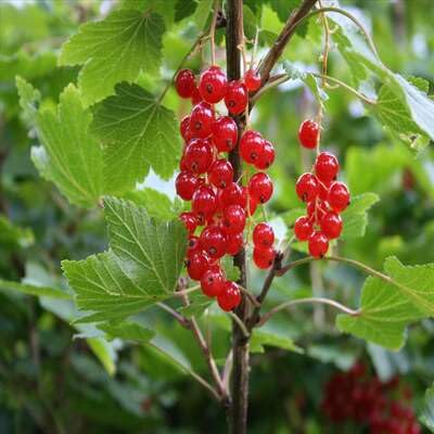 Red Currant Seeds – Heirloom, Non-GMO, High Germination Organic Garden Seeds