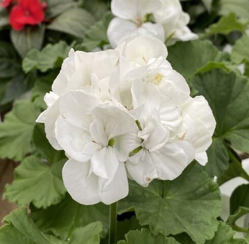 white geranium flower seeds