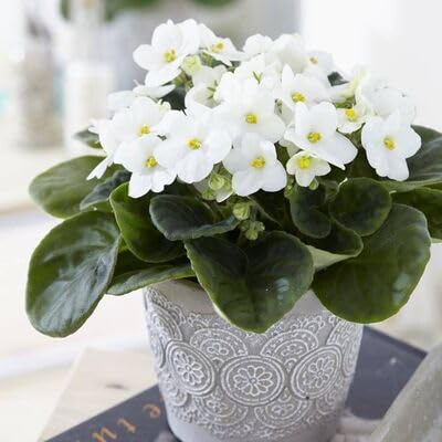 White Saintpaulia Flower Seeds – Heirloom Non-GMO High Germination Organic Garden Seeds