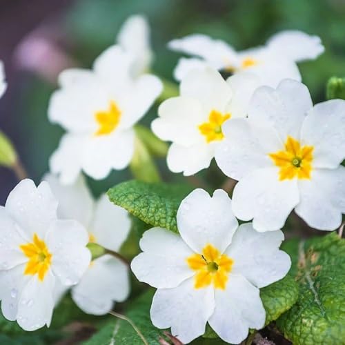 White Primula Flower Seeds for Planting – Heirloom, Non-GMO, High Germination