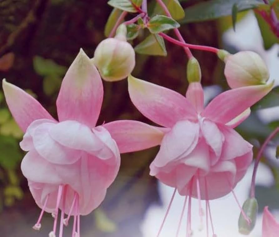 pink fuchsia flower seeds
