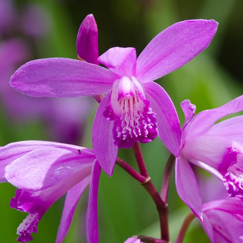 pink bletilla flower seeds