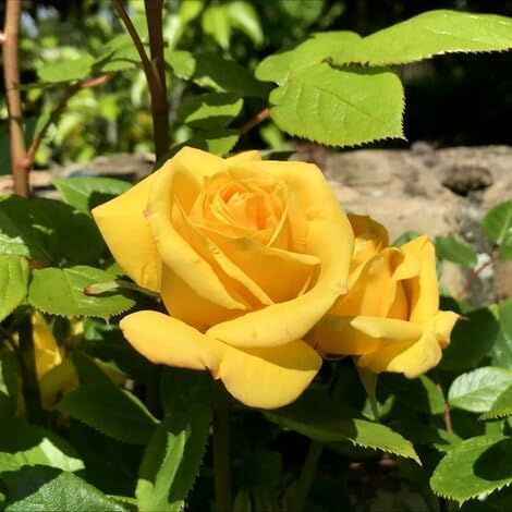 yellow climbing flower seeds