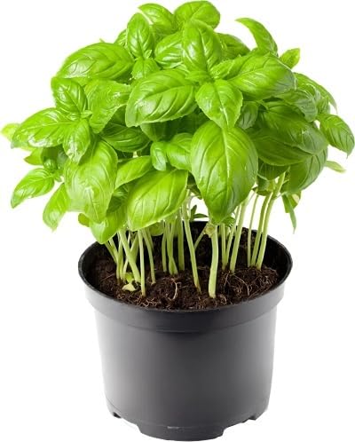 Basil Plant Seeds Green Heirloom Non-GMO High Germination Organic Garden Seeds for Planting