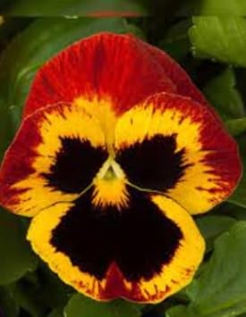 pansyfloweryellowredheirloomnongmo flower seeds