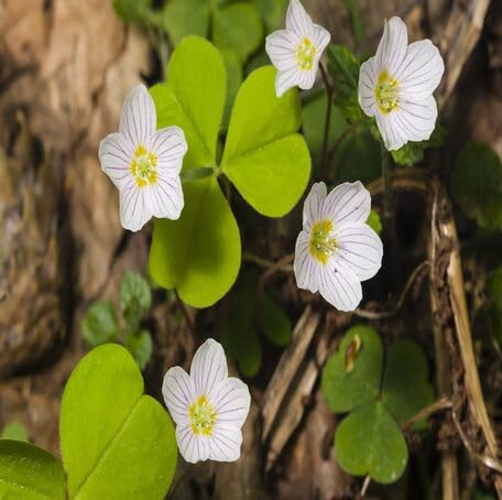 Semillas de flores de acedera blanca (Oxalis Acetosella) – Cimarrón, sin OGM, semillas de jardín orgánicas de alta germinación para plantar