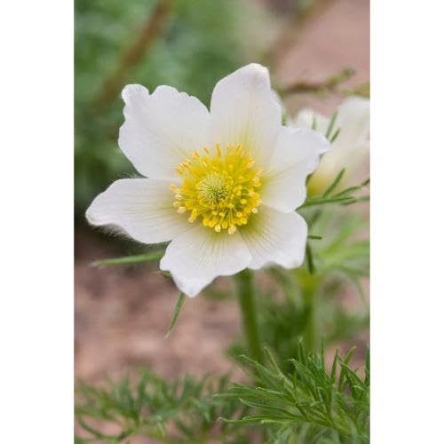 White Pasque Flower Seeds – Heirloom, Non-GMO, High Germination Organic Garden Seeds