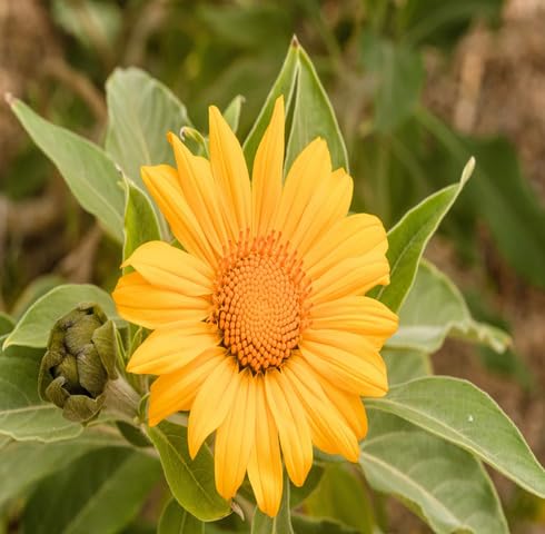 Yellow Tithonia Flower Seeds Heirloom Non-GMO High Germination Organic Garden Seeds