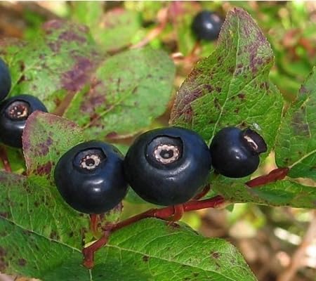 Huckleberry Seeds – Heirloom, Non-GMO, High Germination Organic Garden Seeds