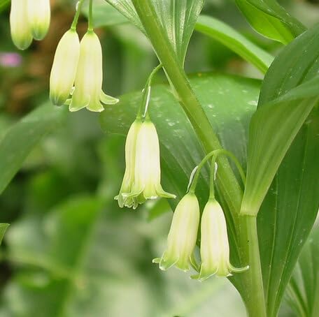 White Polygonatum Flower Seeds – Heirloom Non-GMO High Germination Organic Garden Seeds