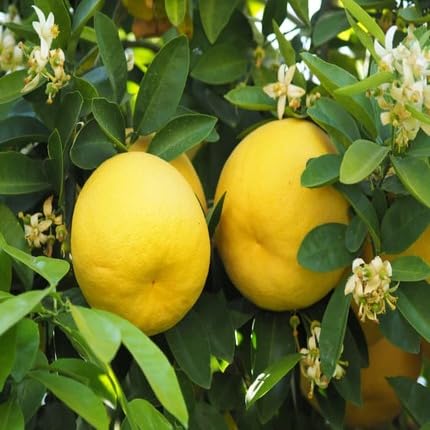 Grapefruit Seeds Yellow – Heirloom, Non-GMO, High Germination Organic Garden Seeds