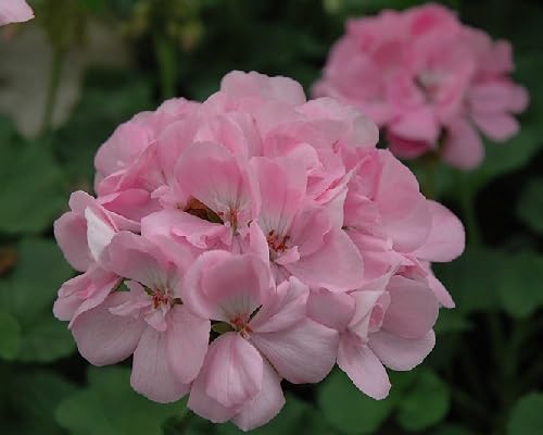 Geranium Flower Seeds – Heirloom, Non-GMO, High Germination Organic Garden Seeds for Planting