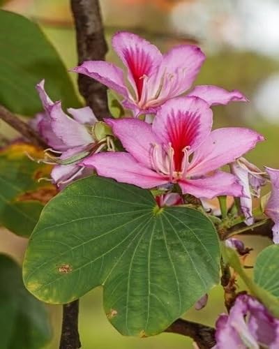 Pink Bauhinia Flower Seeds Heirloom Non-GMO High Germination Organic Garden Seeds for Planting