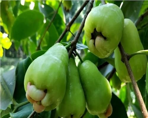 Rose Apple Fruit Seeds for Planting – Heirloom Non-GMO High Germination Organic Garden Seeds