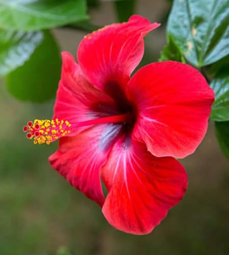 red hibiscus flower heirloom non-gmo seeds