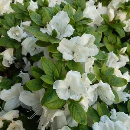 azalea flower flower seeds
