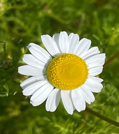 Daisy Flower Seeds White Heirloom Non-GMO High Germination Organic Garden Seeds for Planting