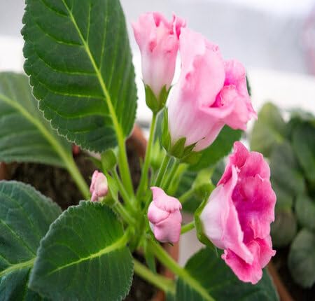 Semillas de flor de gloxinia rosa – Variedad tradicional, sin OGM, semillas de jardín orgánicas de alta germinación para sembrar