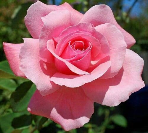 Pink Rose Flower Seeds for Planting – Heirloom Non-GMO High Germination Organic Garden Seeds