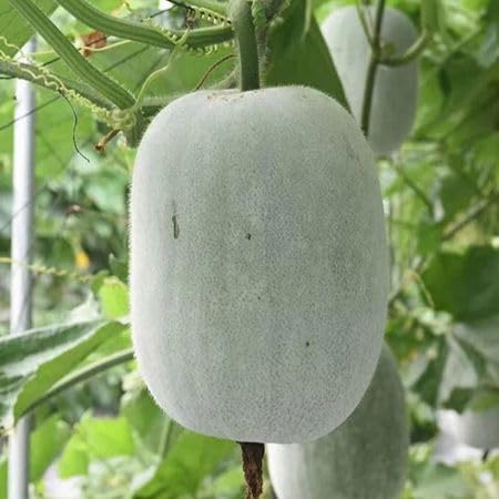 Ash Gourd Seeds – Heirloom, Non-GMO, High Germination Organic Garden Seeds Planting