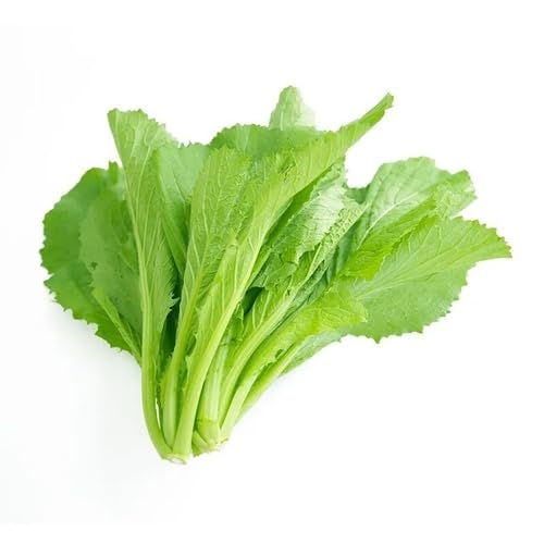 Mostaza Verde – Semillas de Jardín Orgánicas de Variedad Tradicional, No Modificadas Genéticamente, de Alta Germinación para Siembra