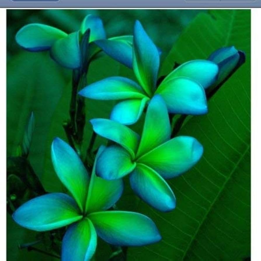 blue green flower seeds