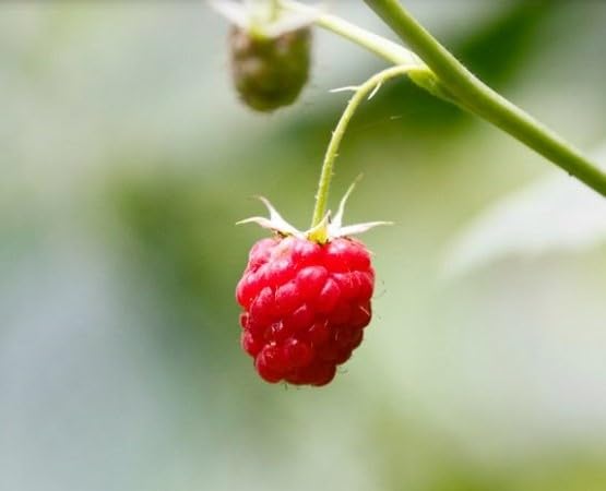 Red Raspberry Seeds – Heirloom, Non-GMO, High Germination Organic Garden Seeds