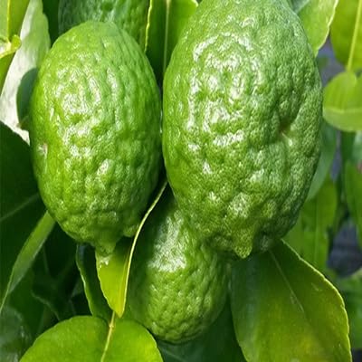 Kaffir Lime Seeds – Heirloom, Non-GMO, High Germination Organic Garden Seeds