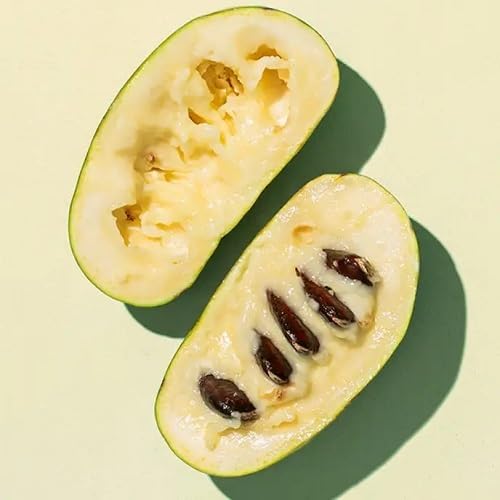 Grüne Papaya Samen – Alte Sorte, gentechnikfrei, hohe Keimfähigkeit, Bio-Gartensamen