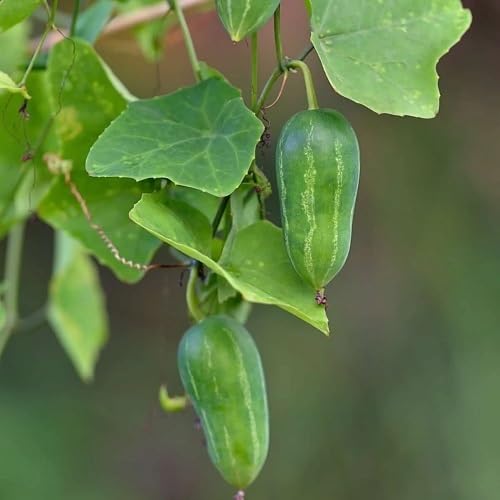 Ivy Gourd Green Seeds – Heirloom, Non-GMO, High Germination Organic Garden Seeds Planting