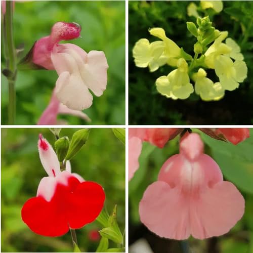 mixed salvia flower seeds