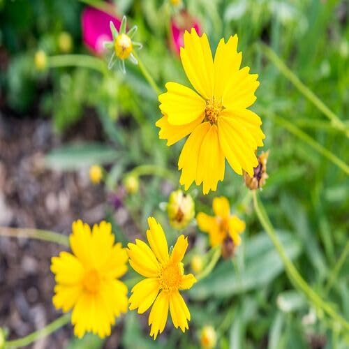 coreopsisfloweryellowheirloomnongmo flower seeds