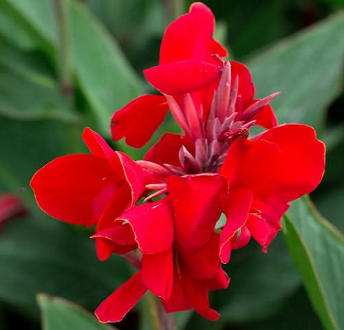 Red Cannalily Flower Seeds – Heirloom, Non-GMO, High Germination Organic Garden Seeds for Planting Seeds for Planting