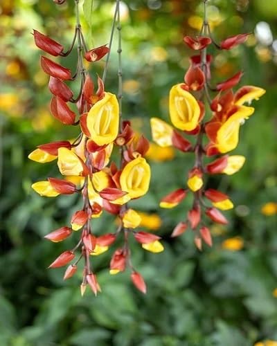 Rote Thunbergia Mysorensis Blumensamen, alte Sorte, gentechnikfrei, hohe Keimrate, Bio-Gartensamen zum Pflanzen