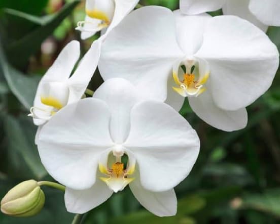 White Orchid Flower Seeds Heirloom Non-GMO High Germination Organic Garden Seeds