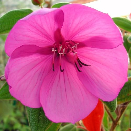 Rosa Tibouchina Blumensamen Heirloom Non-GMO Hohe Keimrate Bio-Gartensamen