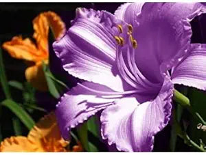 amaryllis barbados flower seeds