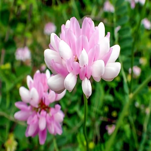Securigera Flower Seeds for Planting – Heirloom, Non-GMO, High Germination Organic Garden Seeds