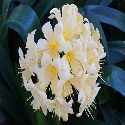White Clivia Flower Seeds Heirloom Non-GMO High Germination Organic Garden Seeds for Planting